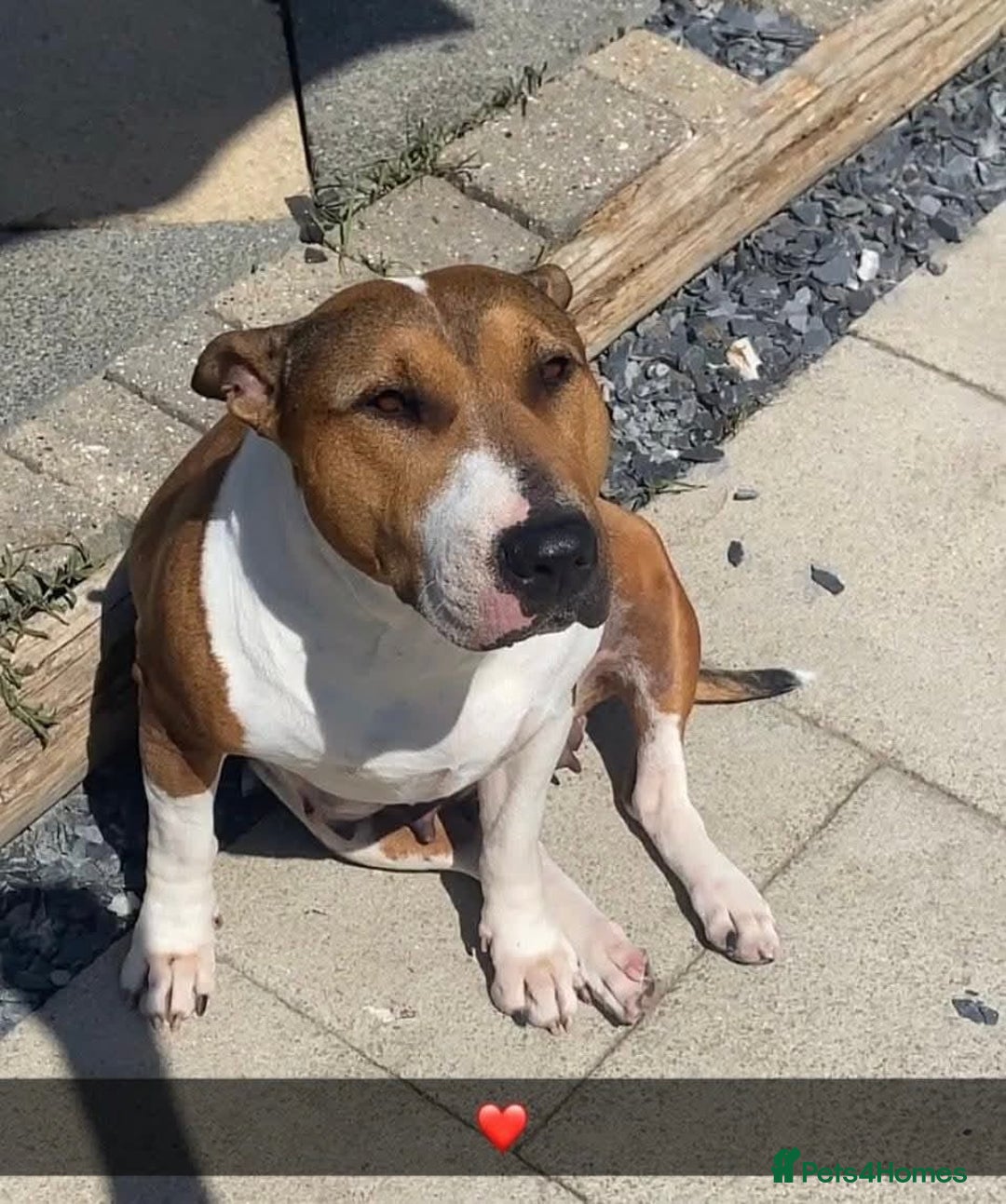 Mixed Breed dogs for sale: Rehoming of the loveable Quinn! - Image 2