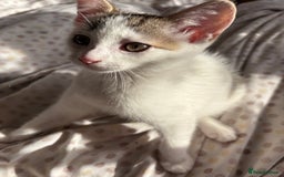 British Shorthair cats for sale: 2 female british shorthair/calico kittens  - Image 1