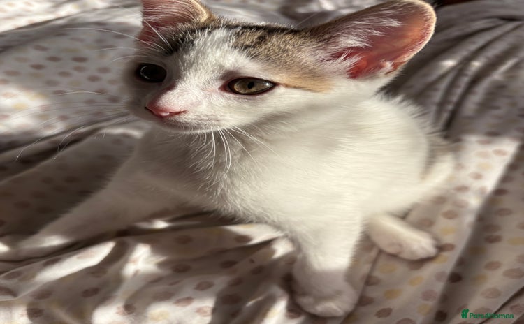 British Shorthair cats - Advert 15