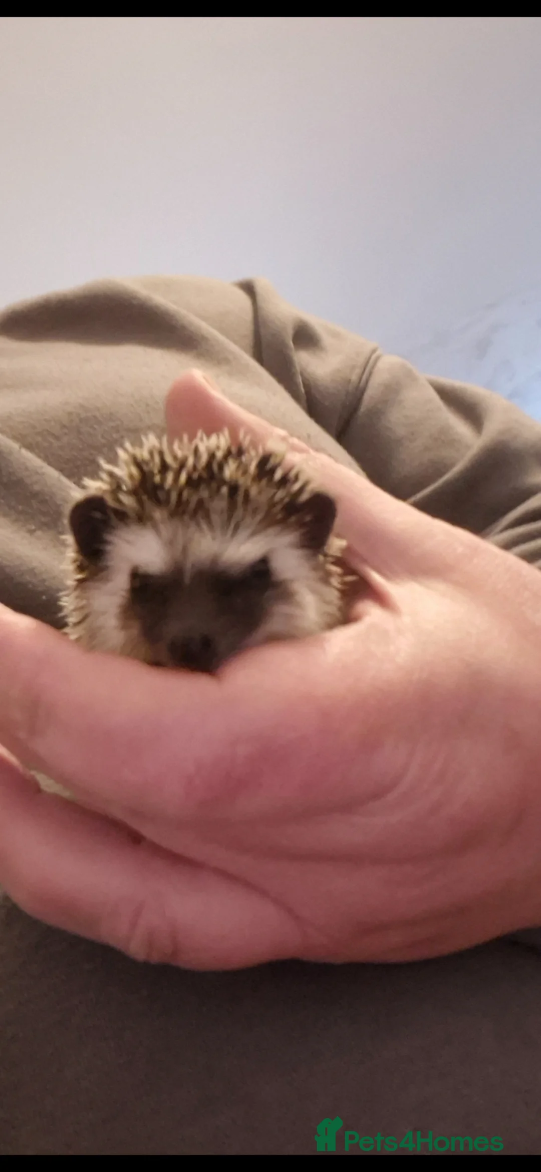 Pygmy Hedgehog rodents for sale: 3 baby hedgehogs - Advert 2
