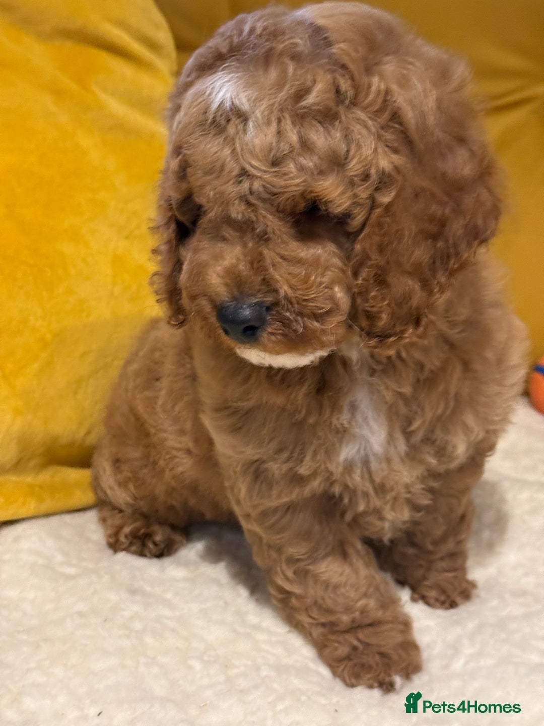 Cockapoo dogs for sale: Absolutely stunning puppies  - Advert 6