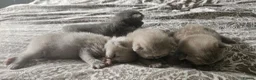 British Shorthair cats for sale:  British shorthair  - Advert 23