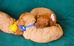 Cavapoo dogs for sale: Stunning F1 red Cavapoo puppies  - Image 4