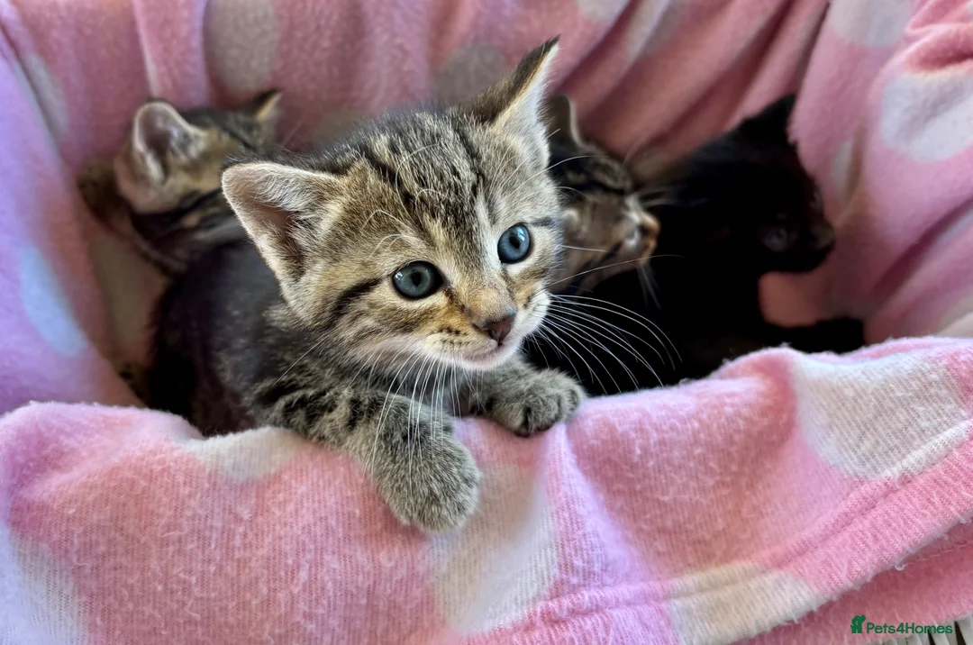 British Shorthair cats for sale: 2 Beautiful Kittens for sale - Blue Grey and Tabby - Advert 2