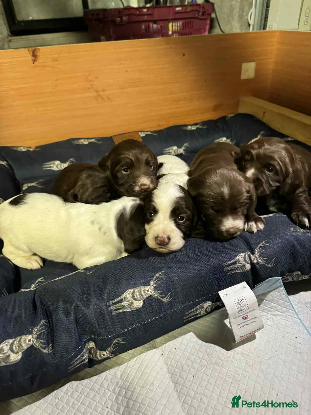 Springador dogs for sale: Sprockerdor puppies for sale - Advert 3