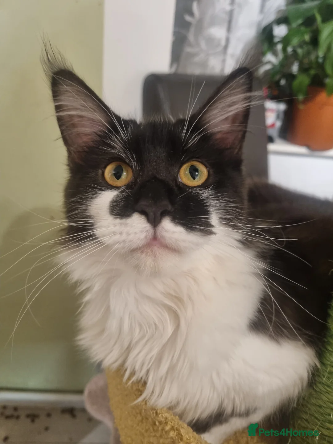 Maine Coon cats for sale: Female Maine coon  - Advert 2