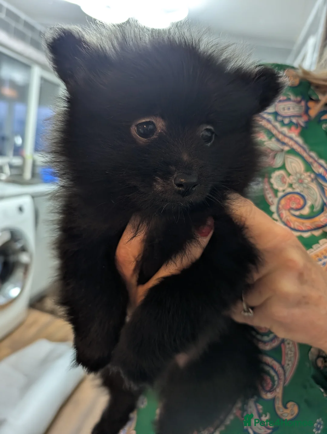 Pomeranian dogs for sale: Miniature Pomeranians - Advert 15