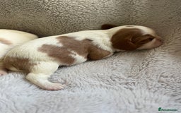 Cavalier King Charles Spaniel dogs for sale: Male and female available  - Advert 10