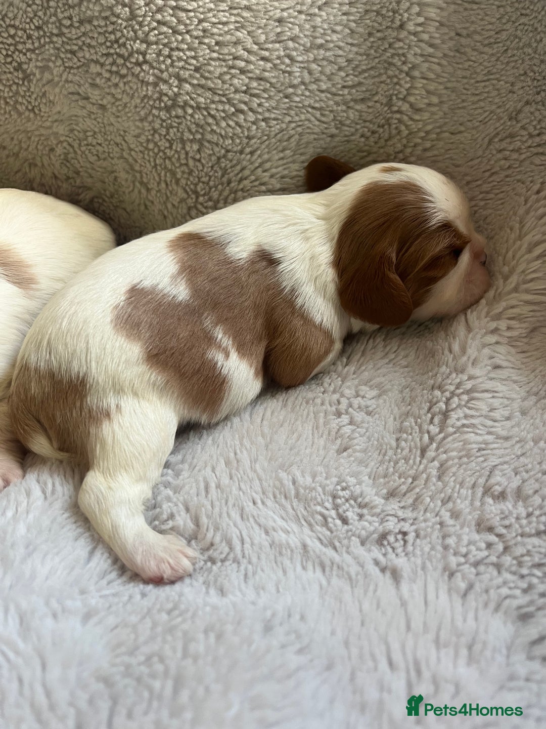 Cavalier King Charles Spaniel dogs for sale: Male and female available  - Advert 10