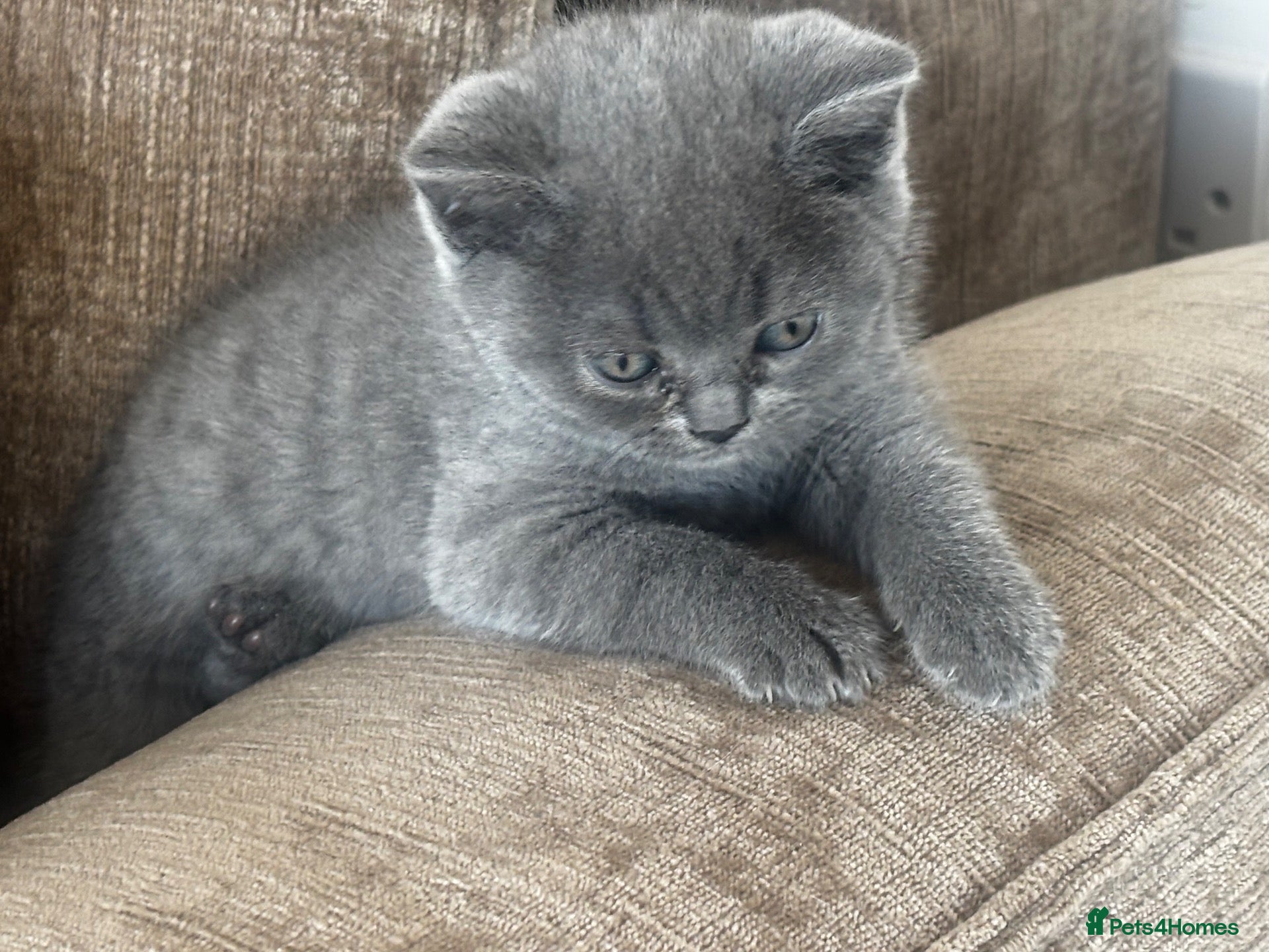 British Shorthair cats TWO BLUE GIRLS LEFT 🏆pure BSH Kittens🏆 - Advert 1