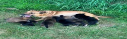 Border Collie dogs for sale: Adorable border collie puppies  - Advert 6