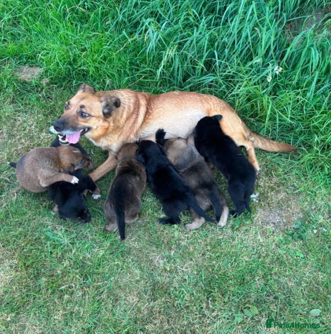 Border Collie dogs for sale: Adorable border collie puppies  - Advert 6