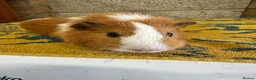 Guinea Pig rodents for sale:  Male guinea pigs for sale  - Advert 11