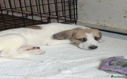 Mixed Breed dogs for sale: Puppies - Image 5