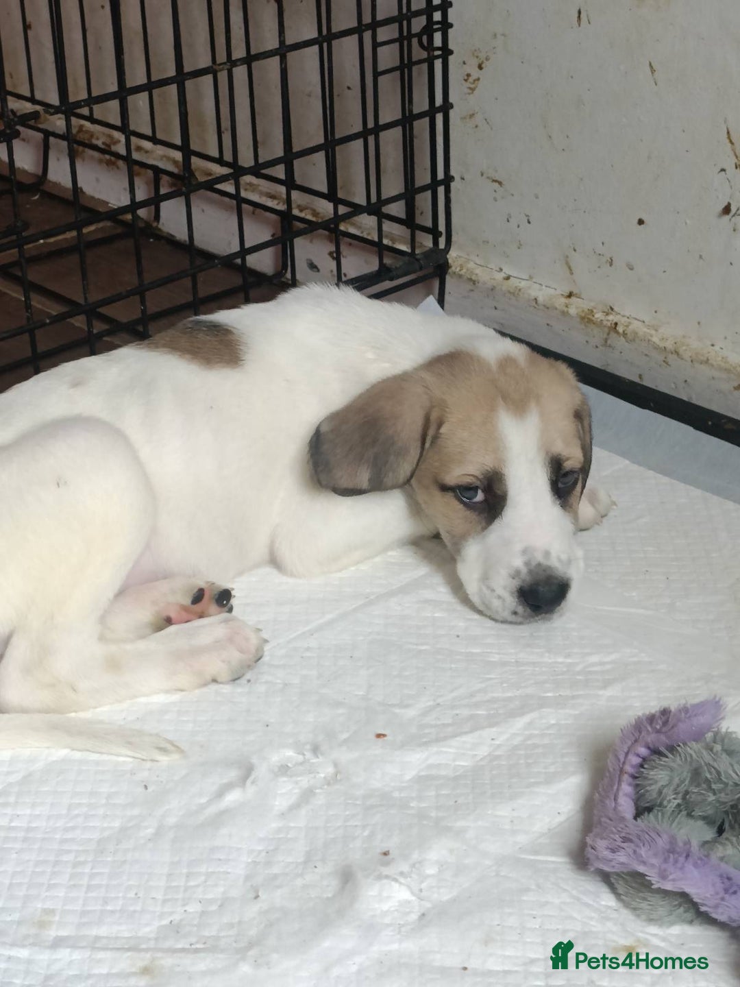 Mixed Breed dogs for sale: Puppies - Image 5