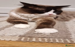 Ragdoll cats for stud: Ragdoll Stud - Max (Seal Bicollor)  - Image 2