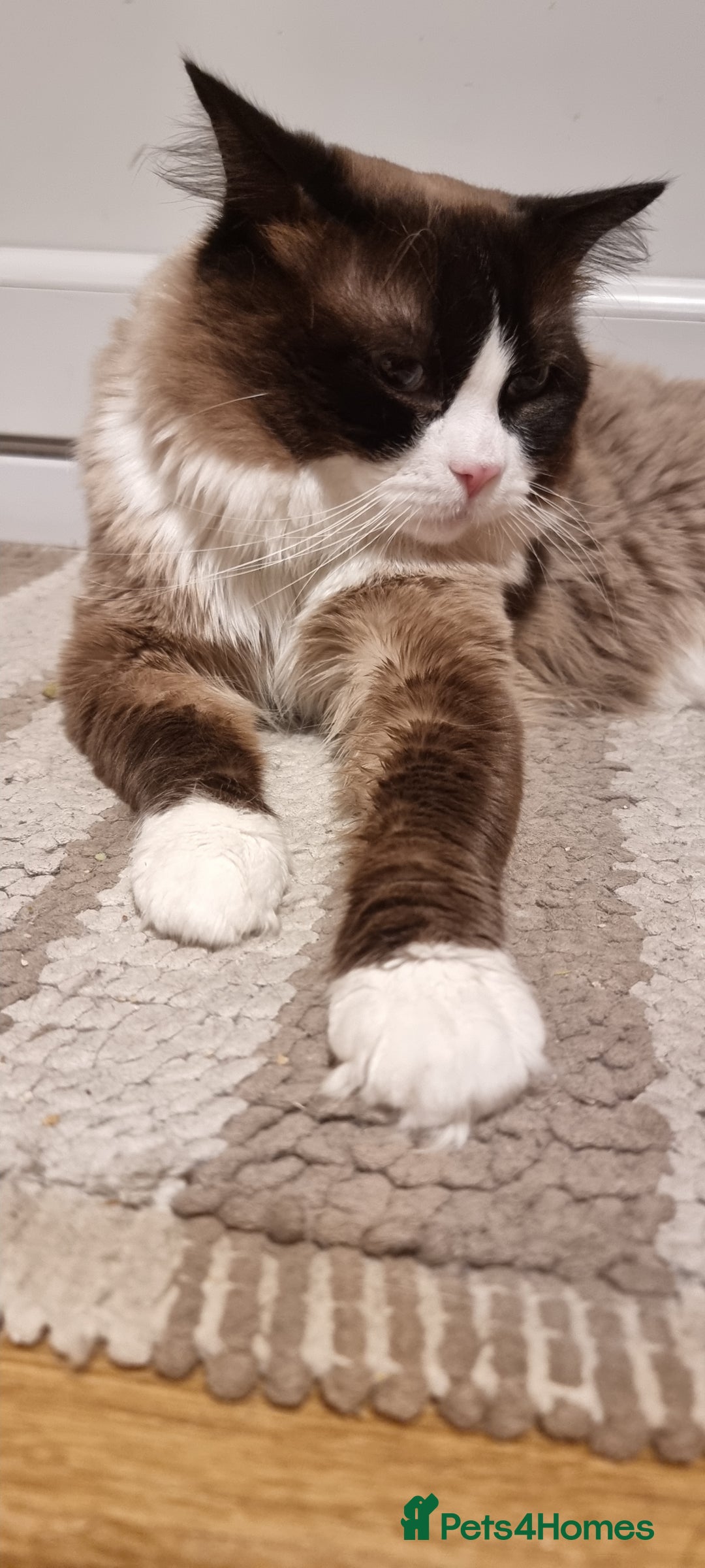 Ragdoll cats for stud: Ragdoll Stud - Max (Seal Bicollor)  - Image 2