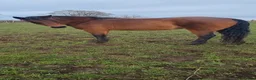 Welsh Section D horses for sale: Bartonhouse charlotte  - Advert 8