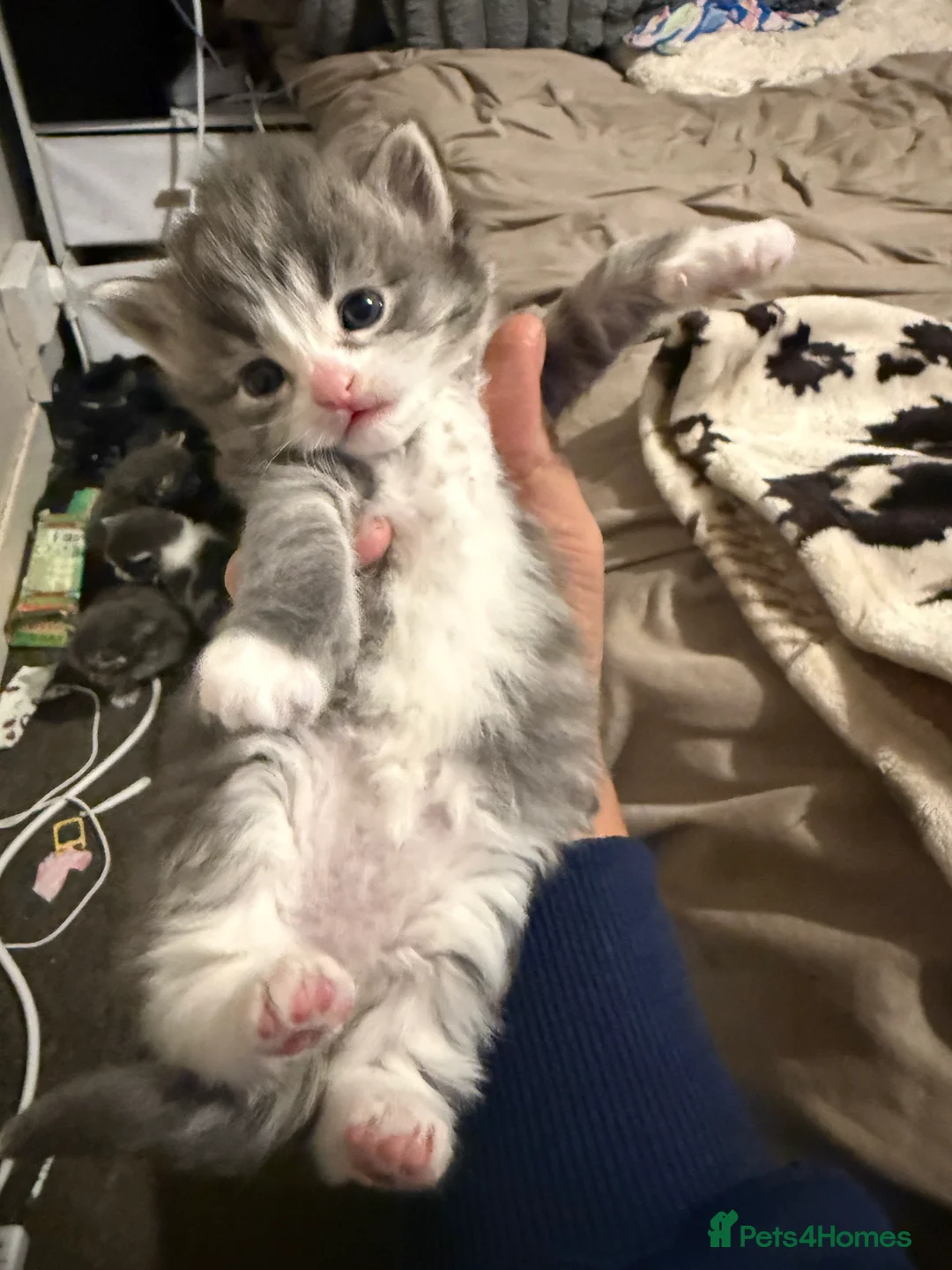 Norwegian Forest Cat cats for sale: Fluffy purrfeecctt bundles of love  - Advert 15