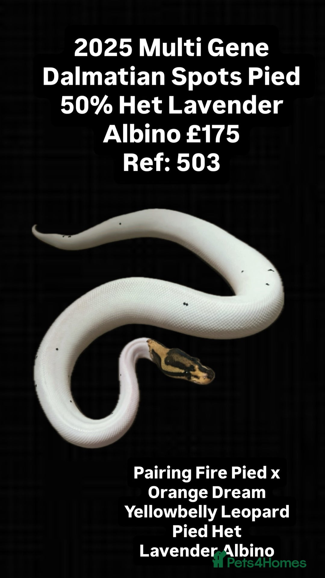 Python Snake reptiles for sale: Various 2025 Pied Ball Pythons Royal Snake - Advert 4