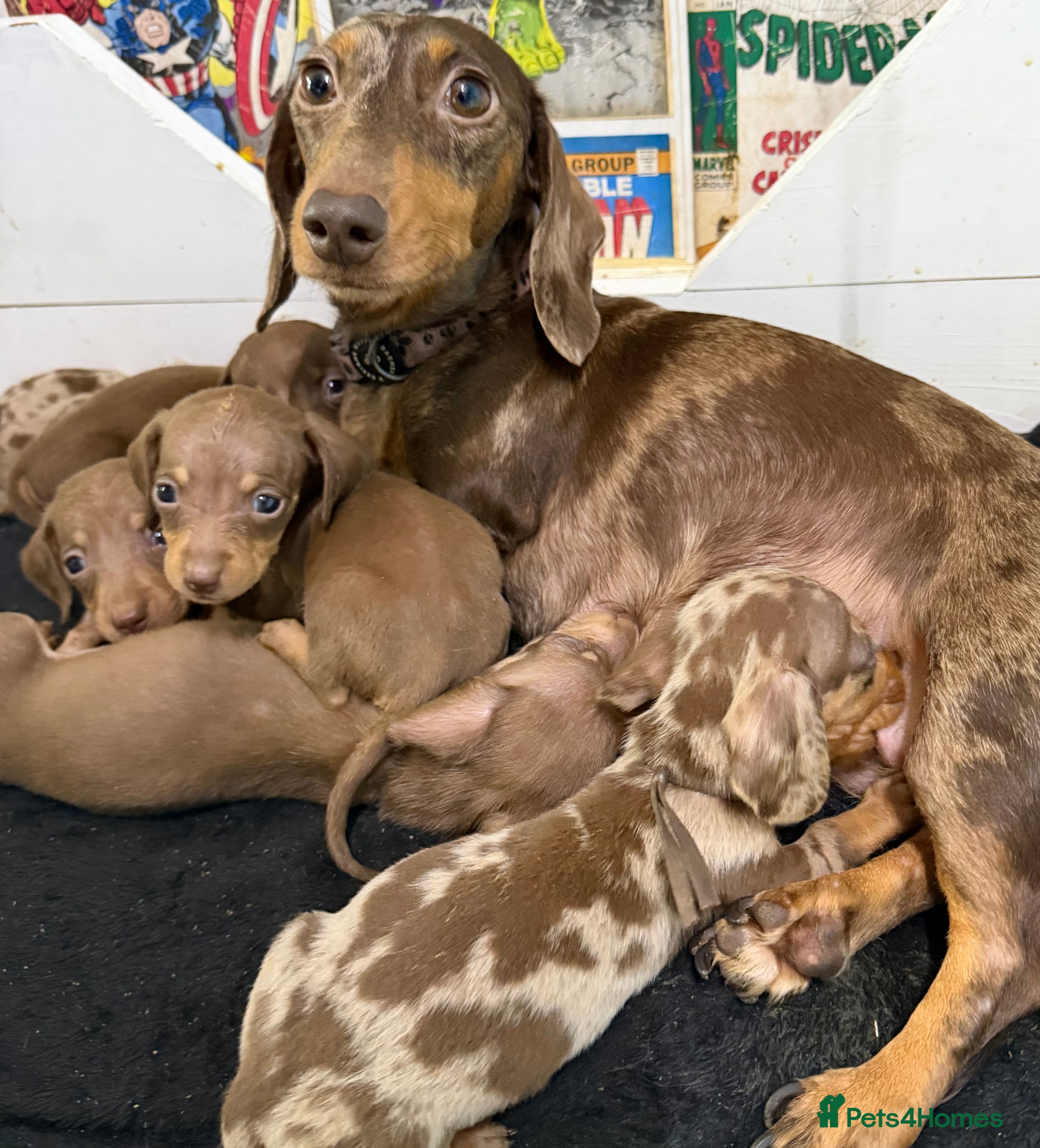 Miniature Dachshund dogs Beautiful Dachshund Male Puppies Ready now  in Torquay - Advert 2