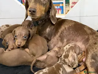Miniature Dachshund dogs Beautiful Dachshund Male Puppies Ready now in Torquay - Advert 18