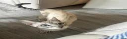 Mixed Breed cats for sale: Bengal mixed kitten - Advert 3