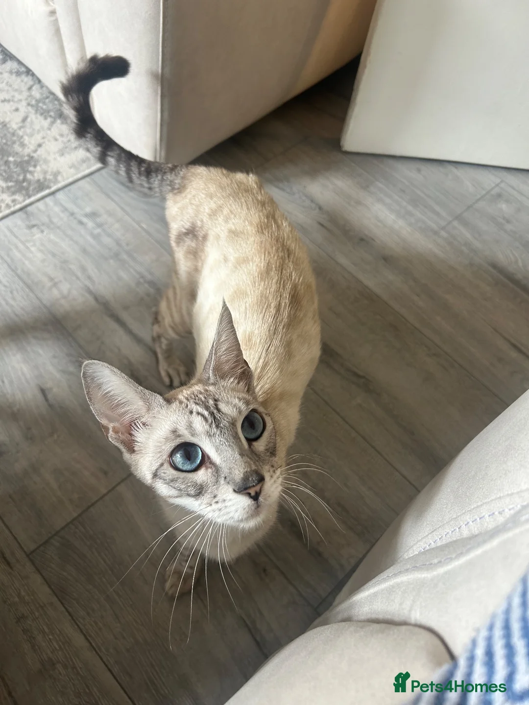 Mixed Breed cats for sale: Bengal mixed kitten - Advert 3