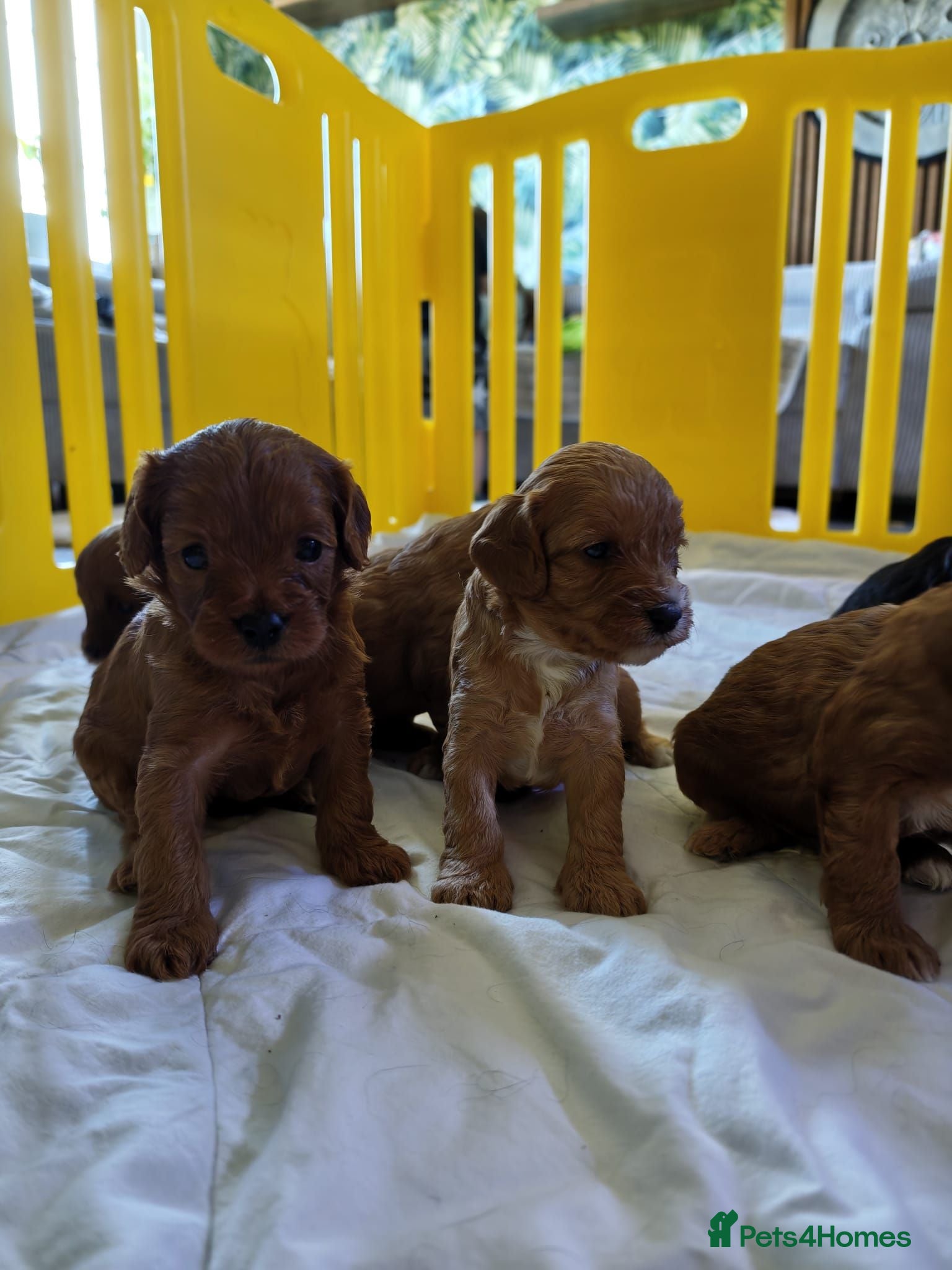Cavapoo dogs F1 beautifull litter of 8 🧸 🧸❤️❤️❤️ - Advert 4