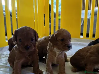 Cavapoo dogs F1 beautifull litter of 8 🧸 🧸❤️❤️❤️ - Advert 4