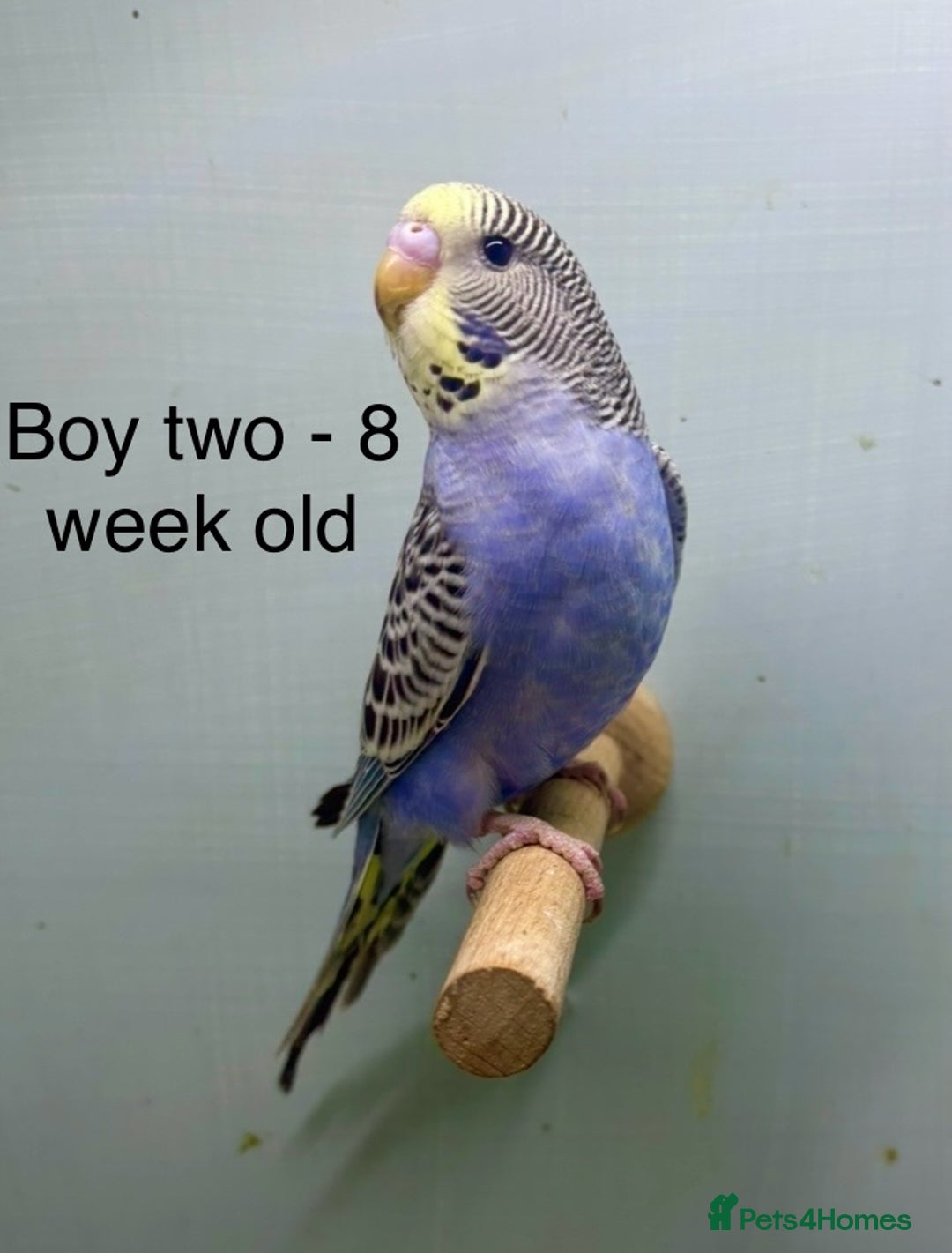 Budgerigars birds for sale: Stunning 8 week old baby budgies  - Advert 2