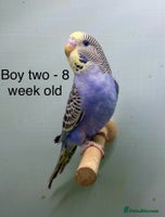 Budgerigars birds Stunning 8 week old baby budgies - Advert 2