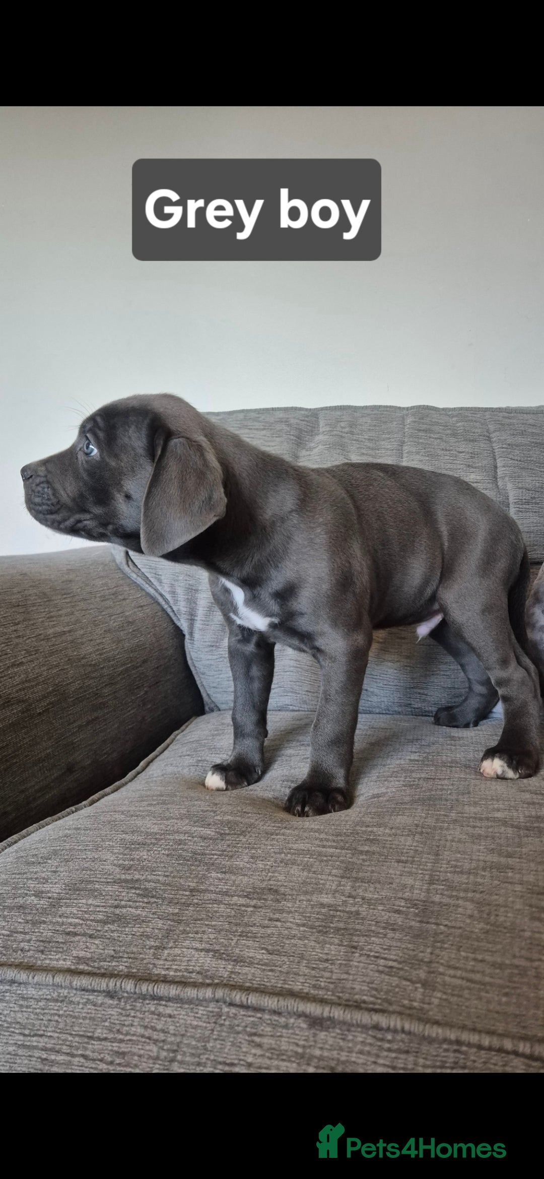 Cane Corso dogs for sale: Ready for new homes, cane corsos.  - Advert 4