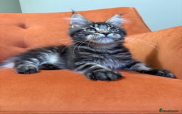 Maine Coon cats for sale: ✨Maine Coon Kittens Available - Champion Pedigree✨ - Image 3