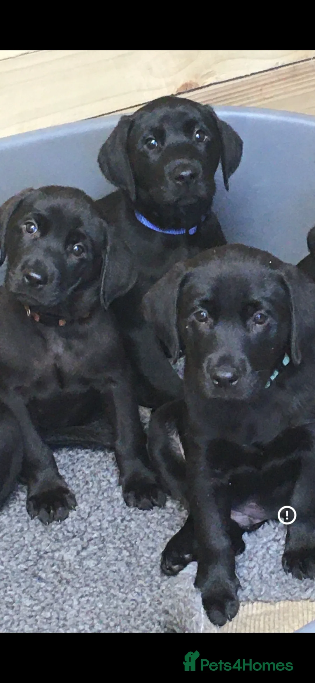 Labrador Retriever dogs for sale:  PEDIGREE FIELD TRIALS, WORKING OR PET PUPPIES  - Advert 4