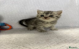 British Shorthair cats for sale: Gorgeous British shorthairs - Image 11