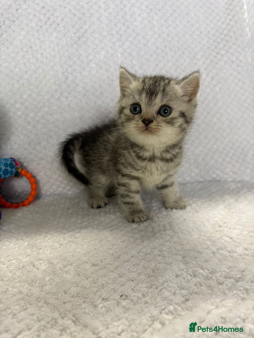 British Shorthair cats for sale: Gorgeous British shorthairs - Image 11