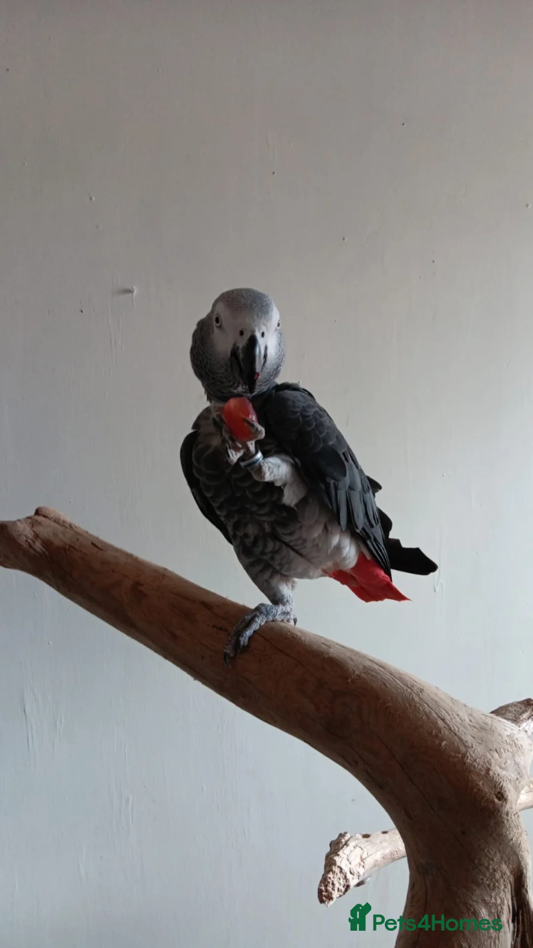 Parrots birds for sale: Beautiful African Grey Parrot in Aviemore - Advert 2