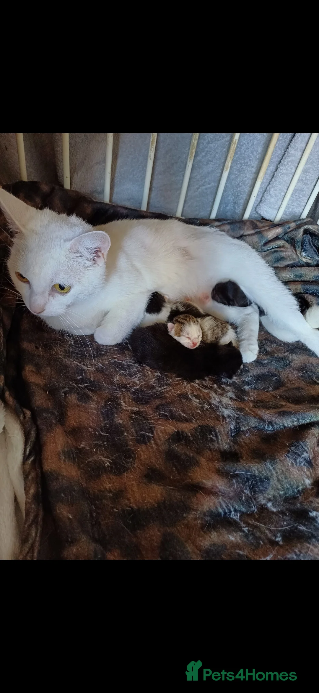Mixed Breed cats for sale: Beautiful kittens  in Hornsea - Advert 2