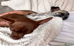 Chihuahua dogs for sale: 14 month old Chihuahuas Brother and Sister  - Image 3