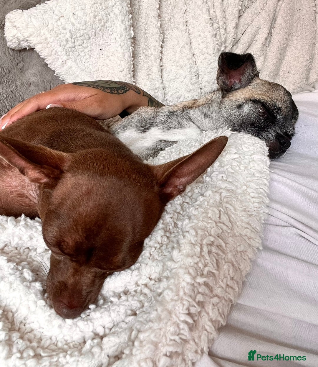 Chihuahua dogs for sale: 14 month old Chihuahuas Brother and Sister  - Image 3