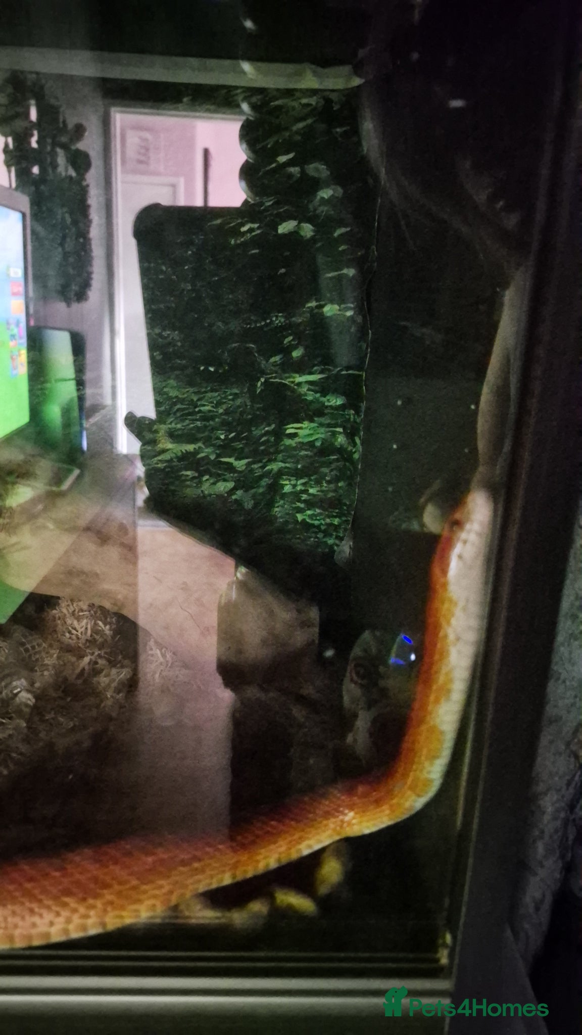 Corn Snake reptiles Corn snake  - Advert 10