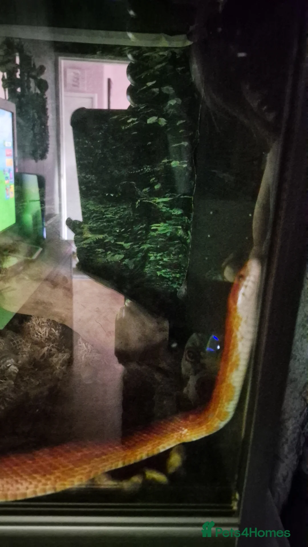 Corn Snake reptiles for sale: Corn snake  in Greenock - Advert 1