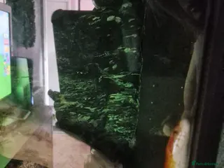 Corn Snake reptiles Corn snake - Advert 10