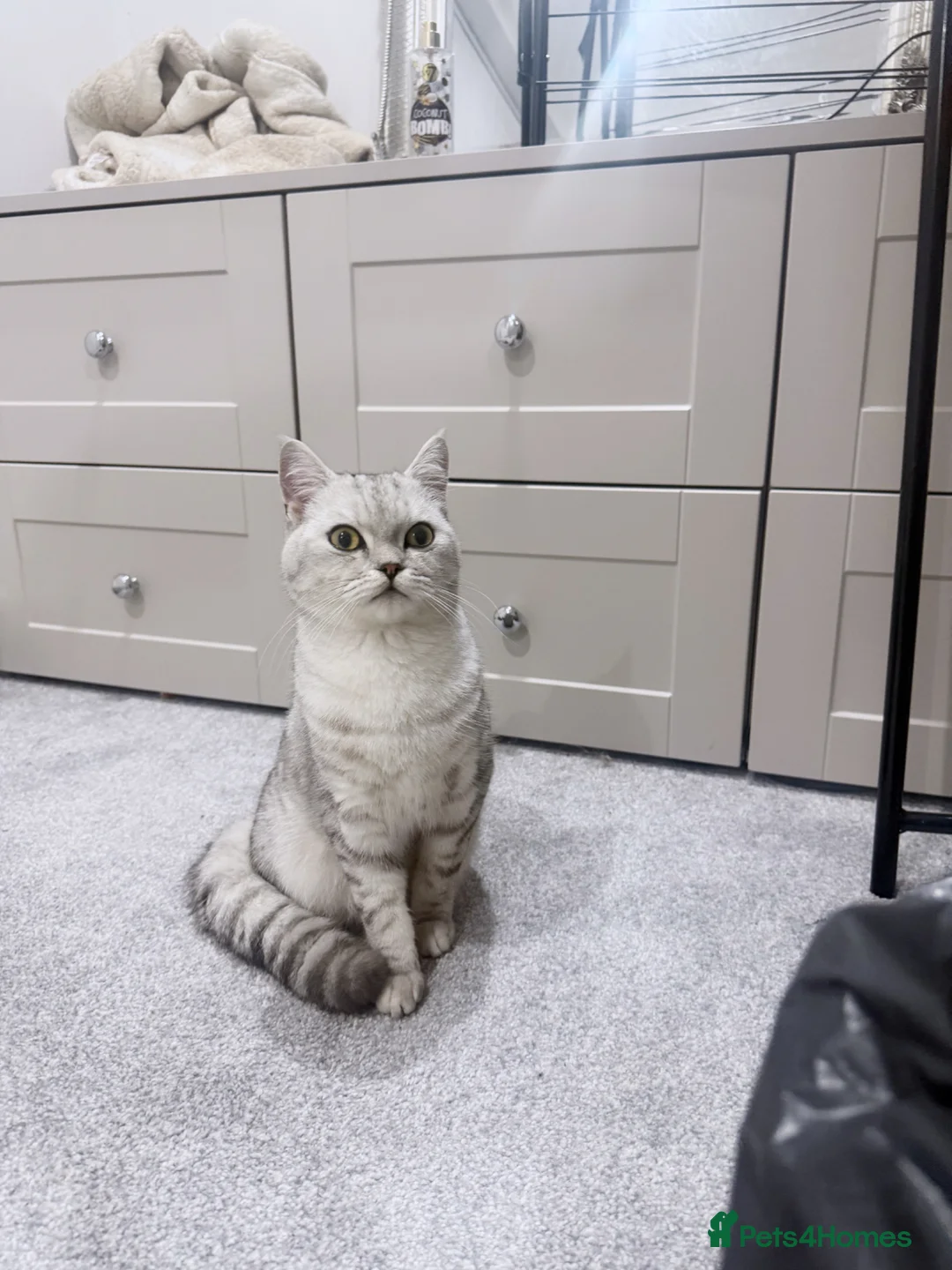 British Shorthair cats for sale: British shorthair in Heanor - Advert 1
