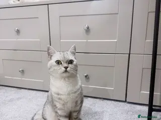 British Shorthair cats British shorthair - Advert 1