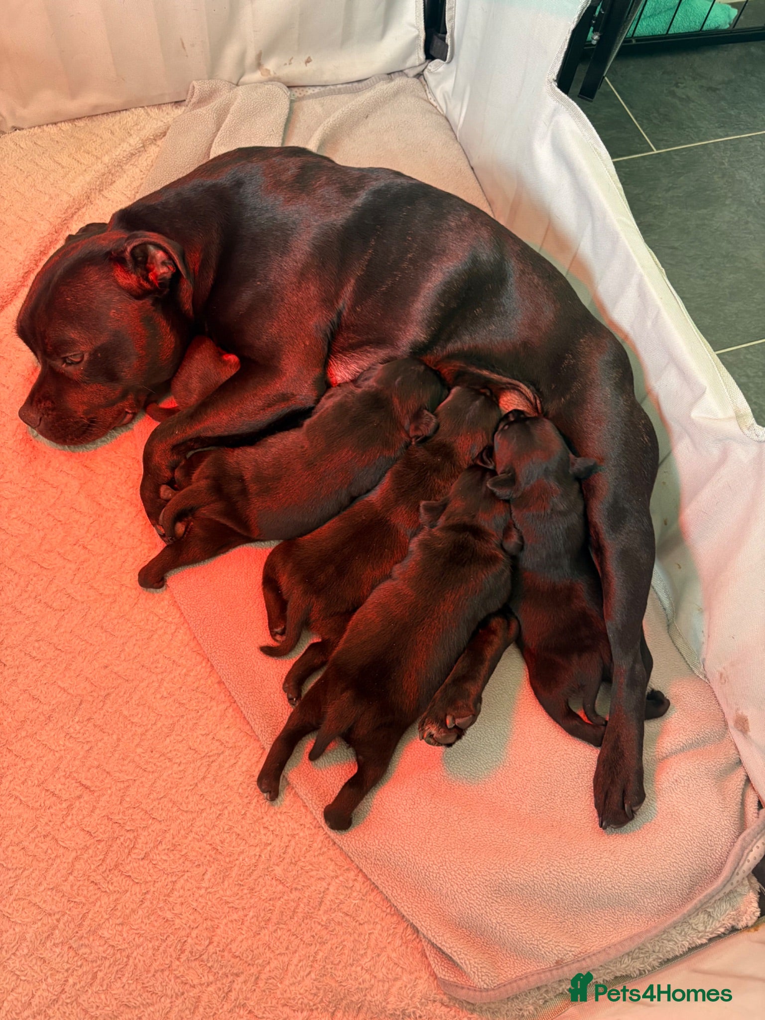 Staffordshire Bull Terrier dogs 🥇 A true litter of champions 🥇 - Advert 1