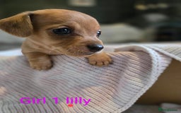 Chiweenie dogs for sale: Chweenies for sale  - Image 4