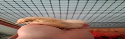 Chickens poultry for sale: Orphington chicks for sale  in Banbury - Advert 6