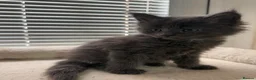 Maine Coon cats for sale: TICA Registered Maine Coon Kittens Reserve now - Advert 12